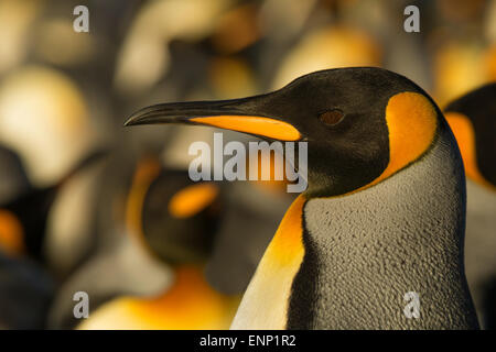 Close-up of hot King penguin, îles Falkland