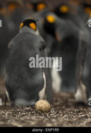 Egg abandonnés par king penguins Banque D'Images