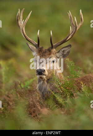 Close-up of a red deer stag en automne, UK Banque D'Images