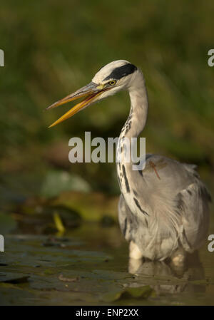 Héron cendré Ardea cinerea appelant dans l'étang, UK Banque D'Images