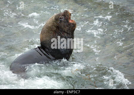 Sea lion rugissant masculins sur les côtes de l'Iles Falkland Banque D'Images