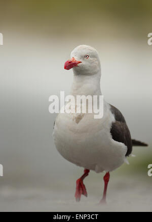 Dolphin gull sur une plage de sable fin Banque D'Images