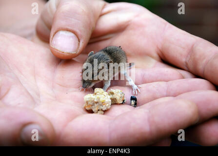 Mains tenant un bébé souris en bois, également connu sous le nom de domaine ou la souris à longue queue, manger des graines d'oiseaux Banque D'Images