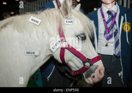 Excel, Londres, Royaume-Uni. 9 mai, 2015. 5e London Pet Show dispose de chats, chiens, lapins sauter, reptiles, poissons, chevaux et ânes, allant du 9e au 10 mai. Sally le poney sous-titrées de Mount Mascal Poney Club Centre. Credit : Malcolm Park editorial/Alamy Live News Banque D'Images