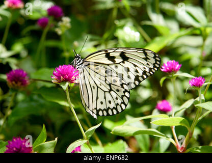 Beau papillon Banque D'Images