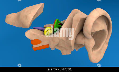 Anatomie de l'oreille humaine sur fond bleu Banque D'Images