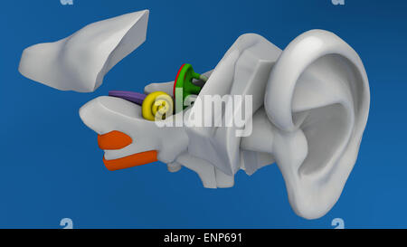 Anatomie de l'oreille humaine sur fond bleu Banque D'Images