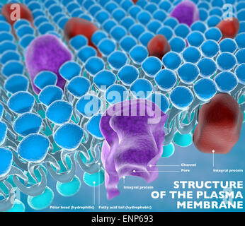 La structure de la membrane plasmique d'une cellule Banque D'Images