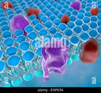 La structure de la membrane plasmique d'une cellule Banque D'Images