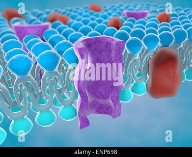 La structure de la membrane plasmique d'une cellule Banque D'Images