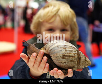 Londres, Royaume-Uni. 9e mai 2015. Tristan joue avec Shelley l'Escargot africain géant à la London Pet Show 2015 à l'Excel, Londres, Angleterre Crédit : Paul Brown/Alamy Live News Banque D'Images