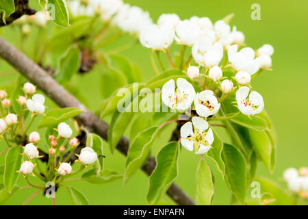 Belles fleurs blanches d'ou poire commun (Pyrus communis). Ici vu de fond vert. Banque D'Images