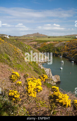 Port et promontoire de Porthclais près de St Davids au parc national de la côte de Pembrokeshire, pays de Galles, Royaume-Uni en mai Banque D'Images