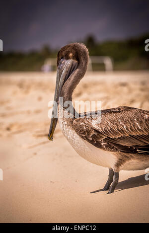 Beau pélican brun sur la plage de sable du mexique Banque D'Images