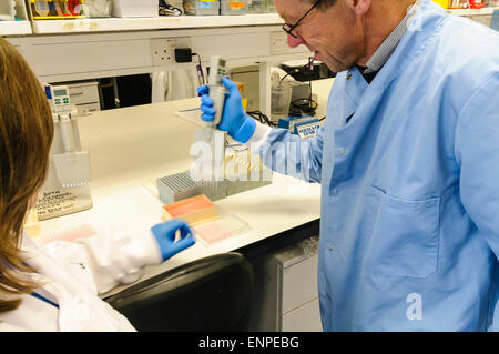 L'homme utilise une pipette multicanaux pour distribuer des échantillons dans un plateau d'échantillons Banque D'Images