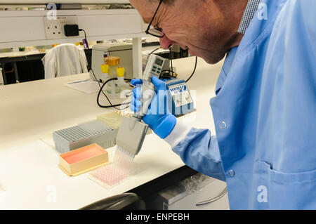 L'homme utilise une pipette multicanaux pour distribuer des échantillons dans un plateau d'échantillons Banque D'Images