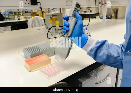 L'homme utilise une pipette multicanaux pour distribuer des échantillons dans un plateau d'échantillons Banque D'Images