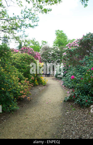 La paix et la solitude parmi les rhododendrons Banque D'Images