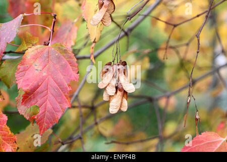 Automne - ginnala Banque D'Images