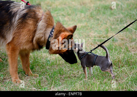 Berger Allemand et chihuahua chiens reniflant chaque d'autres visages à tout chien de sauvetage de Springers show à Reigate, Surrey, Angleterre Banque D'Images