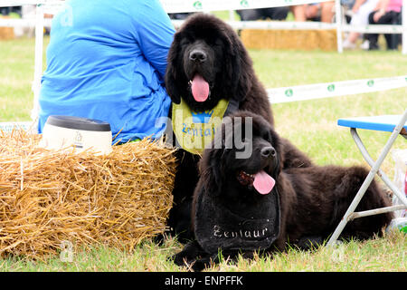Deux chiens Terre-neuve appuyé contre le ballot de paille à l'exposition canine de Sauvetage Springers juste à Reigate, Surrey, Angleterre Banque D'Images