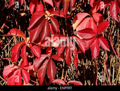 Automne - feuilles rouges sur Virginia creeper Banque D'Images