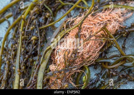 Les algues à Cornwall england uk avec filet de pêche des déchets Banque D'Images