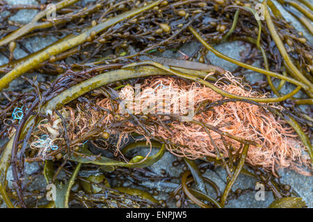 Des algues sur la plage de Cornwall england uk Banque D'Images