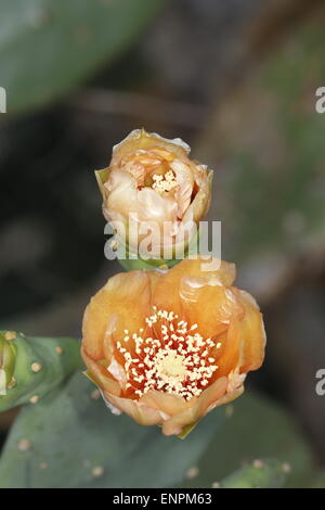 Blooming flower de l'Oponce de l'Est, l'Opuntia sp. Banque D'Images