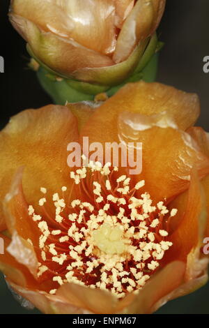 Blooming flower de l'Oponce de l'Est, l'Opuntia sp. Banque D'Images