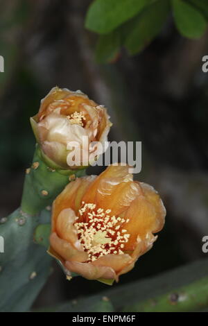 Blooming flower de l'Oponce de l'Est, l'Opuntia sp. Banque D'Images