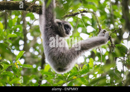 Un gibbon Javan (Hylobates moloch, gibbon argenté) juvénile dans le parc national de Gunung Halimun Salak, à Java-Ouest, en Indonésie. Banque D'Images