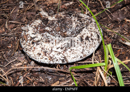 Lactarius resimus blanc ou Lactarius champignons genre Lactarius famille Russulaceae. Du lait salé champignons semble dépasser th Banque D'Images