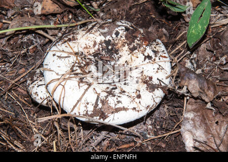 Lactarius resimus blanc ou Lactarius champignons genre Lactarius famille Russulaceae. Du lait salé champignons semble dépasser th Banque D'Images