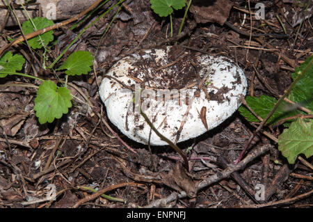 Lactarius resimus blanc ou Lactarius champignons genre Lactarius famille Russulaceae. Du lait salé champignons semble dépasser th Banque D'Images