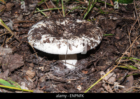 Lactarius resimus blanc ou Lactarius champignons genre Lactarius famille Russulaceae. Du lait salé champignons semble dépasser th Banque D'Images