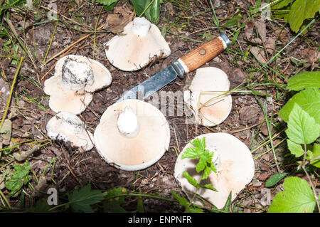 Lactarius resimus blanc ou Lactarius champignons genre Lactarius famille Russulaceae. Du lait salé champignons semble dépasser th Banque D'Images