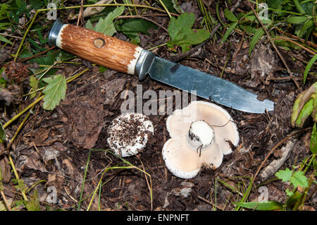 Lactarius resimus blanc ou Lactarius champignons genre Lactarius famille Russulaceae. Du lait salé champignons semble dépasser th Banque D'Images