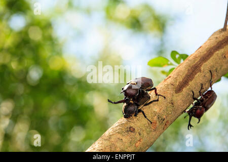 Du scarabée rhinocéros, Rhino beetle, Hercules beetle, Unicorn beetle pour adv ou autres fins utiliser Banque D'Images