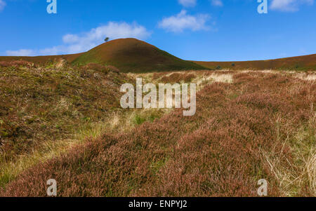 Heather en fleurs sur un jour d'automne au coeur de la North York Moor National Park et paysage vallonné. Banque D'Images