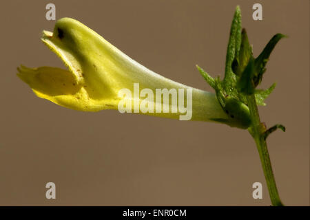 Fleur jaune, Medicago falcata leguminose Banque D'Images