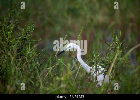 Grande Aigrette en plumage nuptial affichage vert néon marquage sur face Banque D'Images