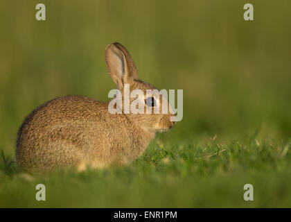 Lapin sauvage européenne dans le pré Banque D'Images