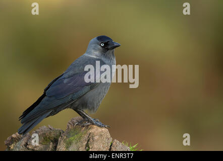 Western jackdaw perching on a wooden post Banque D'Images