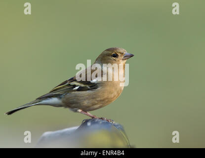 Les femelles (Fringilla coelebs Chaffinch) sur un piquet, UK Banque D'Images