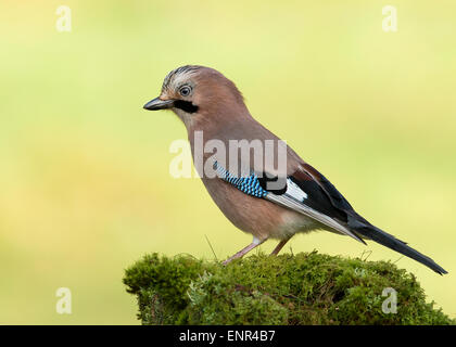 Eurasian Jay (Garrulus glandarius) perché sur un post moussus Ecosse Banque D'Images