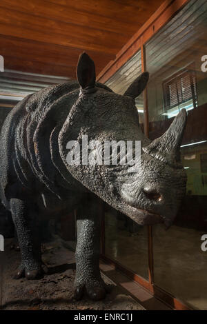 Javan rhinocéros (Rhinoceros sondaicus) exposition de la taille de la vie au Musée de zoologie à Bogor, Java-Ouest, Indonésie. Banque D'Images