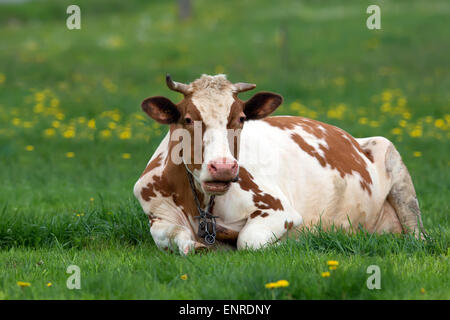 Vache dans une clairière Banque D'Images