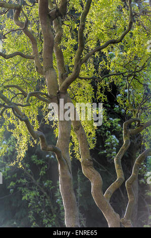 Salix babylonica pekinensis tortuosa. Banque D'Images