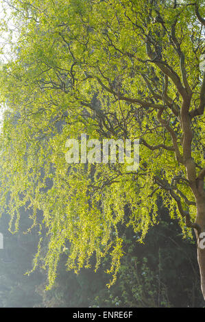 Salix babylonica pekinensis tortuosa. Banque D'Images